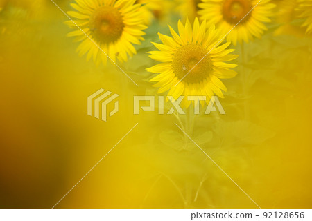 A group of sunflowers that melt into the heat and bloom vigorously 92128656