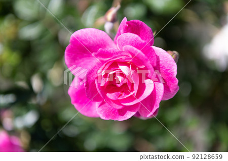 beautiful rose flower blooming in summer nature 92128659