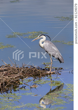 Gray Heron / Young Bird Gray Heron / Young Bird 92129079