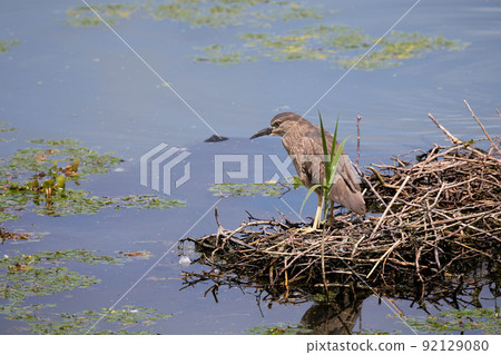 Hoshigoi / Night Heron _2 92129080