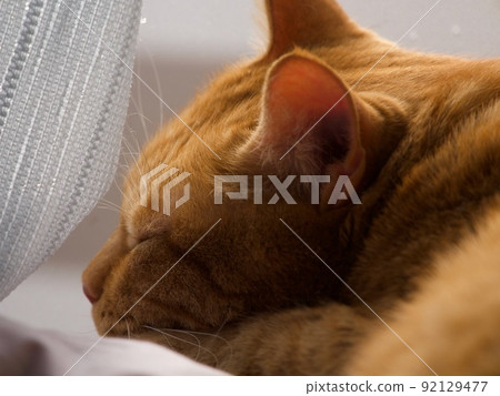 睡在明亮窗戶上的茶虎貓的簡介 睡在明亮窗戶上的茶虎貓的簡介 92129477