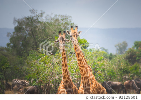Giraffes in Maasai Mara.  Kenya Tanzania. Travel and safari concept. 92129601