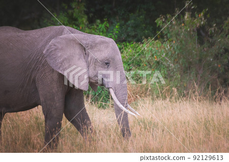 Young elephant in Maasai Mara Kenya Tanzania. Travel and safari concept. 92129613