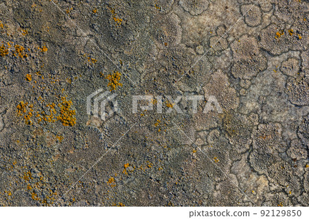 golden moonglow lichen presumably Dimelanea oreina Norman on quartzite sandstone surface under direct sunlight - full-frame texture and background 92129850