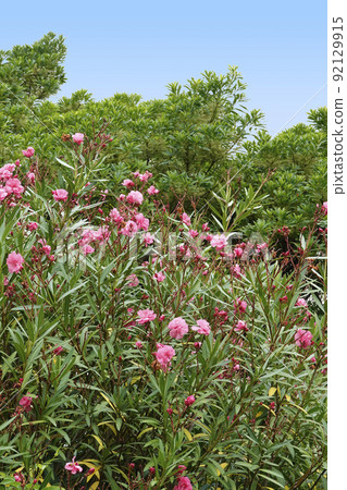 尖尖的綠葉和粉紅色的夾竹桃花 尖尖的綠葉和粉紅色的夾竹桃花 92129915