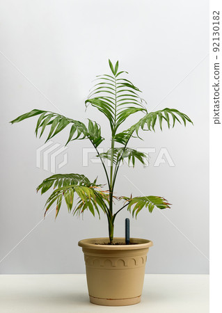 Green house plant hamedorea in a pot. 92130182
