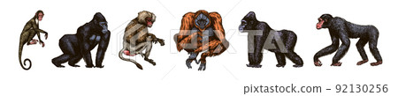 Bonobo or chimpanzee, Western gorilla , Orangutan in vintage style. Colombian capuchin Proboscis Bonobo or chimpanzee, Western gorilla , Orangutan in vintage style. Colombian capuchin Proboscis 92130256