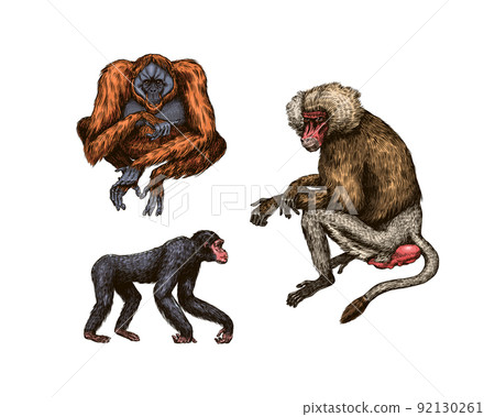 Bonobo or chimpanzee, Western gorilla , Orangutan in vintage style. Colombian capuchin Proboscis 92130261