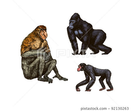 Bonobo or chimpanzee, Western gorilla , Orangutan in vintage style. Colombian capuchin Proboscis 92130263