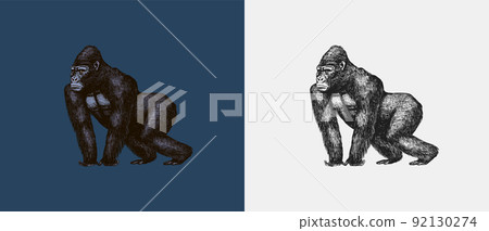 Western gorilla is crawling in vintage style. Giant monkey. Hand drawn engraved sketch in woodcut 92130274