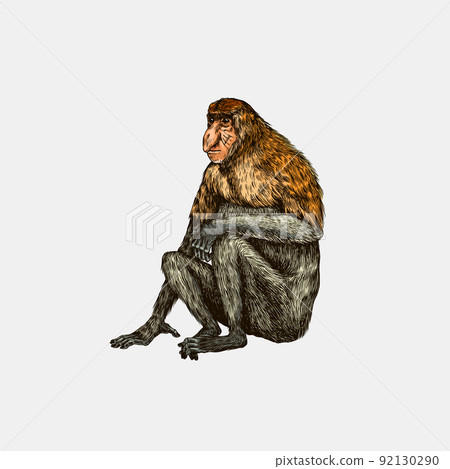 Proboscis monkey or long nosed animal in vintage style. Hand drawn engraved sketch in woodcut style Proboscis monkey or long nosed animal in vintage style. Hand drawn engraved sketch in woodcut style 92130290