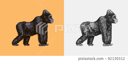 Western gorilla is crawling in vintage style. Giant monkey. Hand drawn engraved sketch in woodcut 92130312