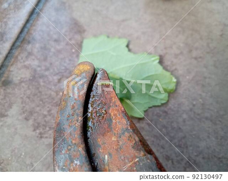 Harvested scissors, okra leaves and larvae of Watanomeiga Harvested scissors, okra leaves and larvae of Watanomeiga 92130497
