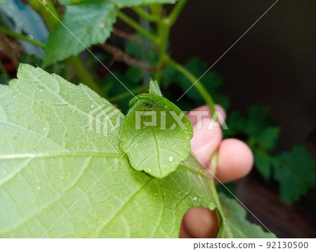 如果把秋葵葉包起來，可能有渡尾河的幼蟲 92130500