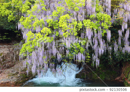 Wisteria of consistent fields Wisteria of consistent fields 92130506