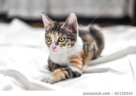 Small tricolor tabby kitten with yellow eyes lies on white sheet in bed Cute domestic pet resting in home. 92130543