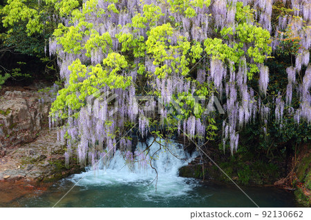 Wisteria of consistent fields 92130662