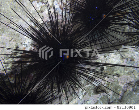 迪亞德馬 迪亞德馬 92130901