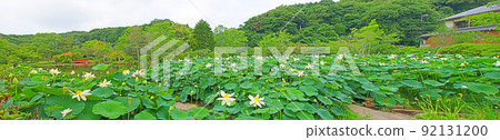Beautiful lotus flowers blooming in a pond in the precincts of Togyoan, Shimonoseki City, Yamaguchi Prefecture Beautiful lotus flowers blooming in a pond in the precincts of Togyoan, Shimonoseki City, Yamaguchi Prefecture 92131200