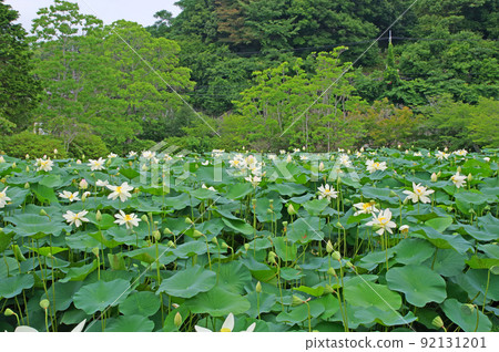 Beautiful lotus flowers blooming in a pond in the precincts of Togyoan, Shimonoseki City, Yamaguchi Prefecture Beautiful lotus flowers blooming in a pond in the precincts of Togyoan, Shimonoseki City, Yamaguchi Prefecture 92131201