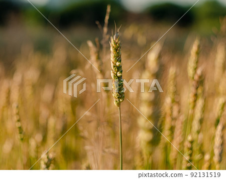 Green wheat spikelets ripening in Ukrainian field on sunny day. Global food crisis concept. World's hunger danger. Green wheat spikelets ripening in Ukrainian field on sunny day. Global food crisis concept. World's hunger danger. 92131519