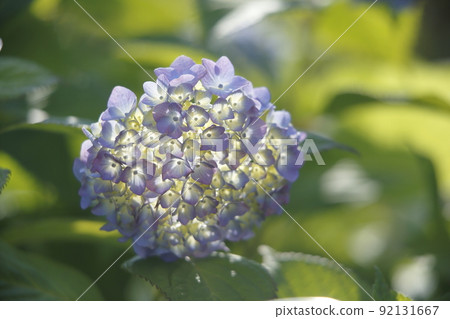 繡球花園, 繡球花園, 92131667