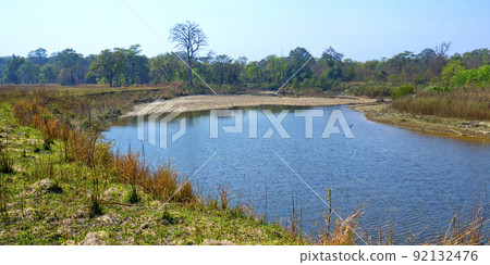 Riverine Forest, Royal Bardia National Park, Nepal 92132476