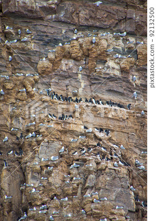 Birds Cliff, Brunnich s Guillemot, Nordvest-Spitsbergen National Park, Norway Birds Cliff, Brunnich s Guillemot, Nordvest-Spitsbergen National Park, Norway 92132500
