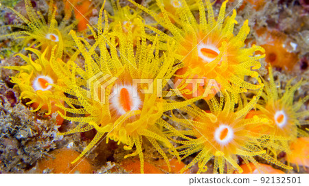 Encrusting Sea Anemone, North Sulawesi, Indonesia 92132501