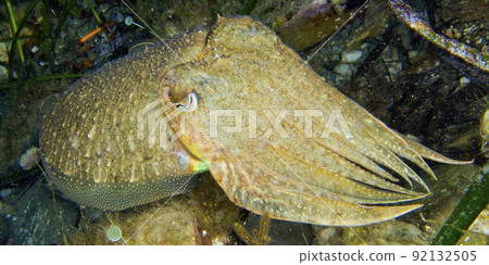 Cuttlefish, Cabo Cope Puntas del Calnegre Regional Park, Spain 92132505