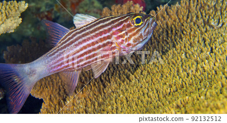 Tiger Cardinalfish, South Ari Atoll, Maldives Tiger Cardinalfish, South Ari Atoll, Maldives 92132512