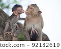 Cute monkey 92132619