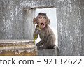 Cute monkey 92132622