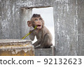 Cute monkey 92132623