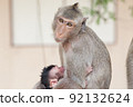 Cute monkey 92132624