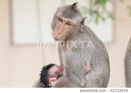 Cute monkey Cute monkey 92132624