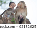Cute monkey 92132625