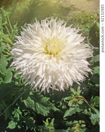 White dahlias in the garden White dahlias in the garden 92132985