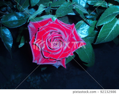 Red rose flower background at night Red rose flower background at night 92132986