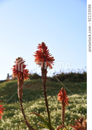 Aloe flowers 92133086