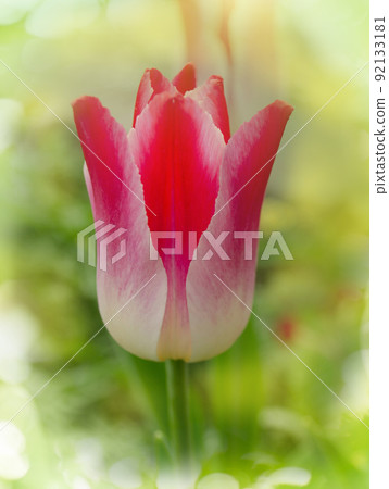 Beautiful colorful tulips. Tulip Whispering dream Beautiful colorful tulips. Tulip Whispering dream 92133181