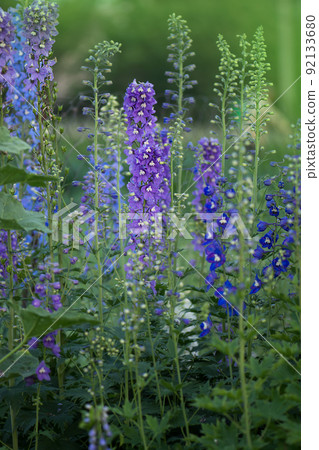 Delphinium Blue delphiniums Lincolnshire flowering plant. 92133680