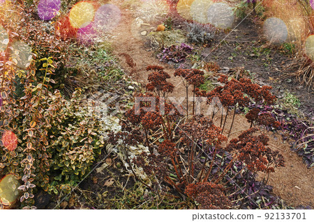 Beautiful flower growing. 92133701