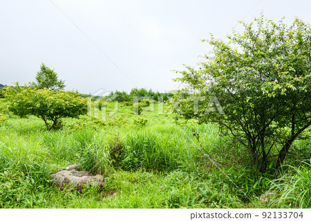 信州/霧峰/八島原沼澤 92133704