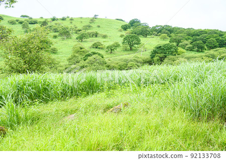 Shinshu / Kirigamine / Yashimagahara Marsh Shinshu / Kirigamine / Yashimagahara Marsh 92133708