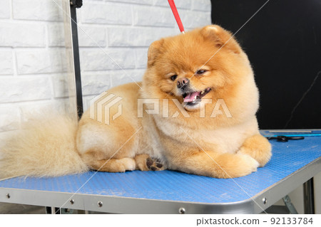 Pomeranian after grooming on the table in the salon for dogs Pomeranian after grooming on the table in the salon for dogs 92133784