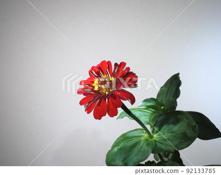 紅色大腦 紅色大腦 92133785