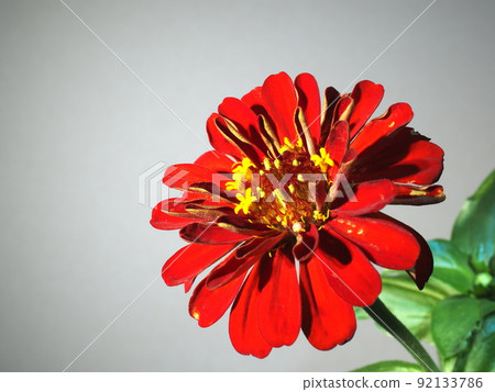 Red cerebrum Red cerebrum 92133786