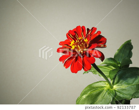 紅色大腦 紅色大腦 92133787