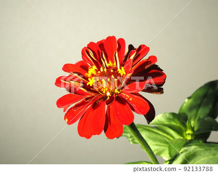 紅色大腦 紅色大腦 92133788